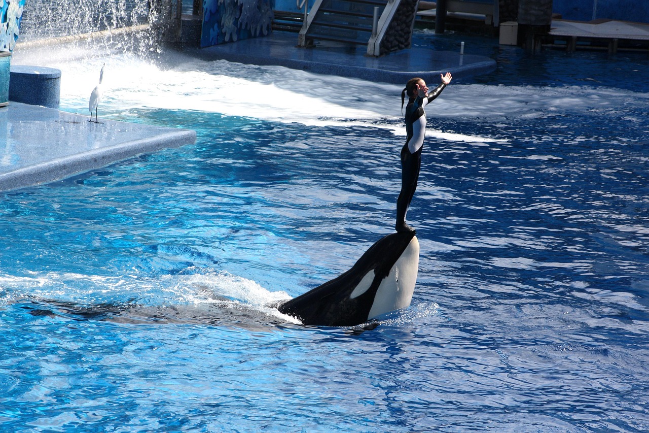 orlando, usa, florida, vacations, sea world, orca, whale, orlando, orlando, orlando, orlando, orlando, orca, orca, orca, orca